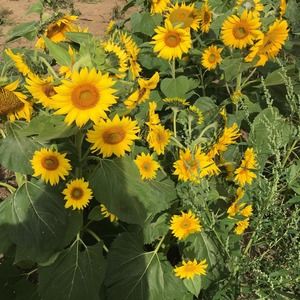 Meet your Posher, Anna melody